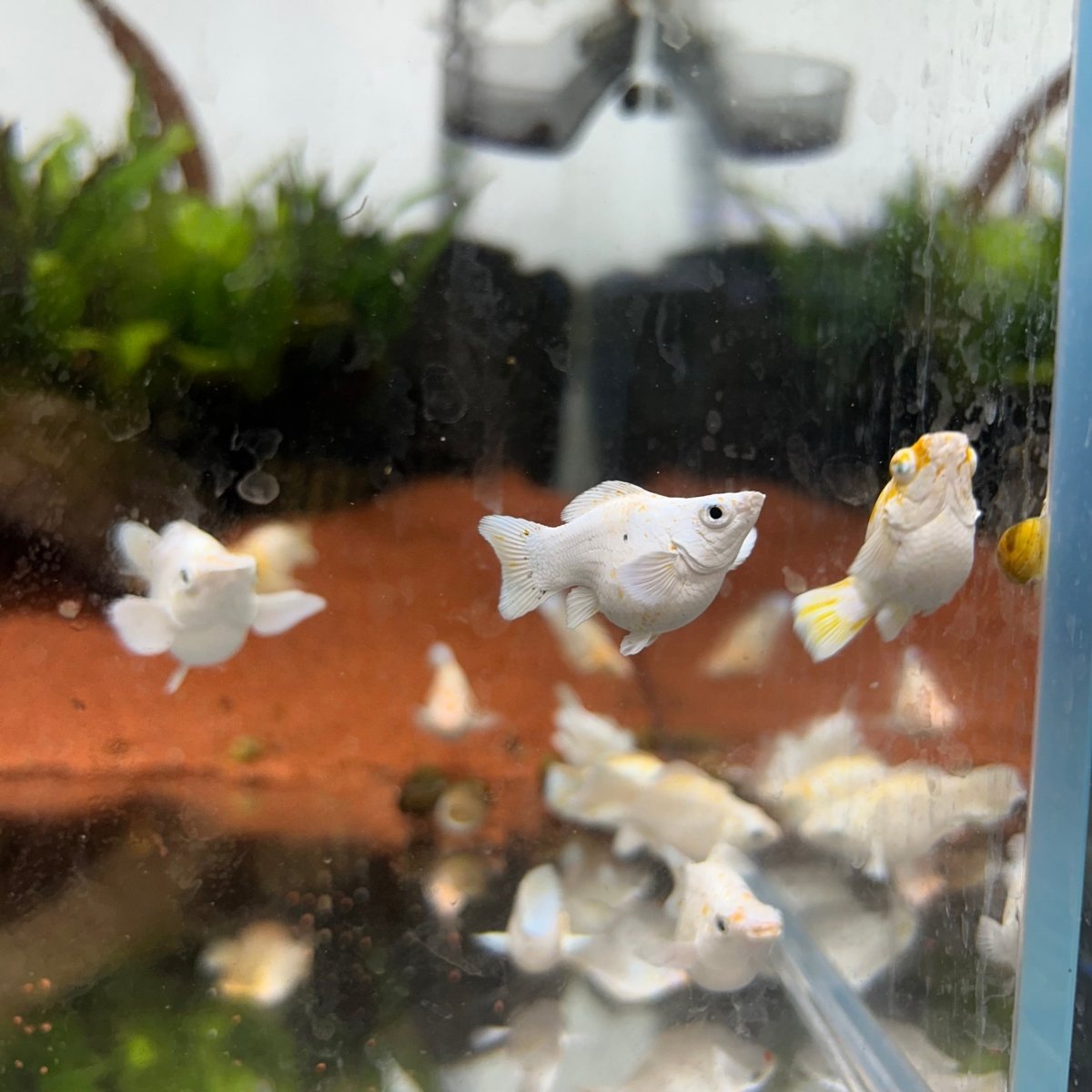 White Sakura Balloon Molly