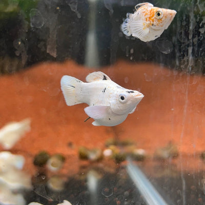 White Sakura Balloon Molly