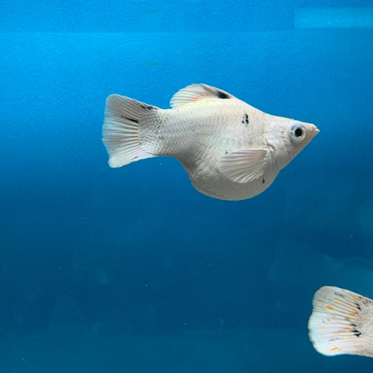 White Sakura Balloon Molly