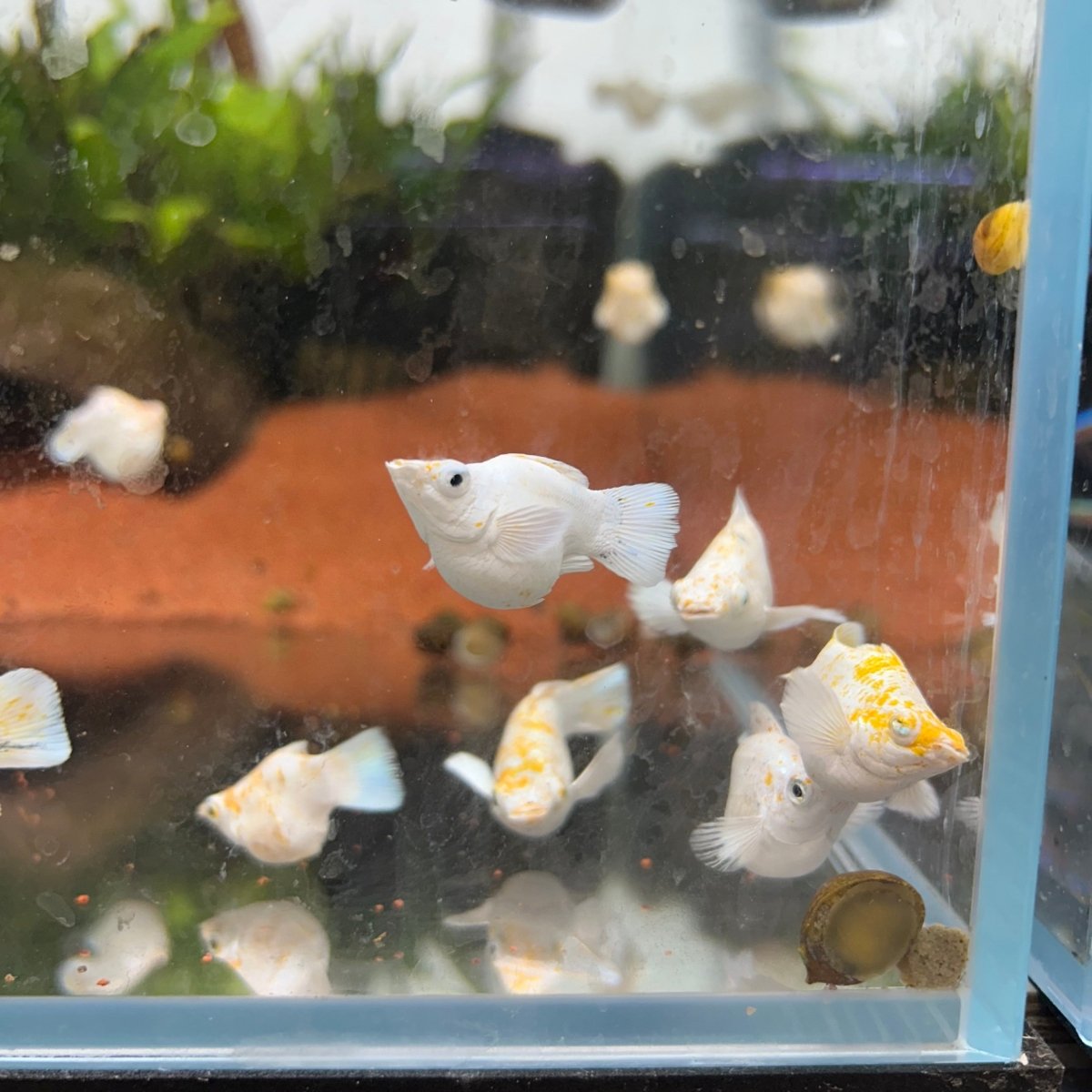 White Sakura Balloon Molly