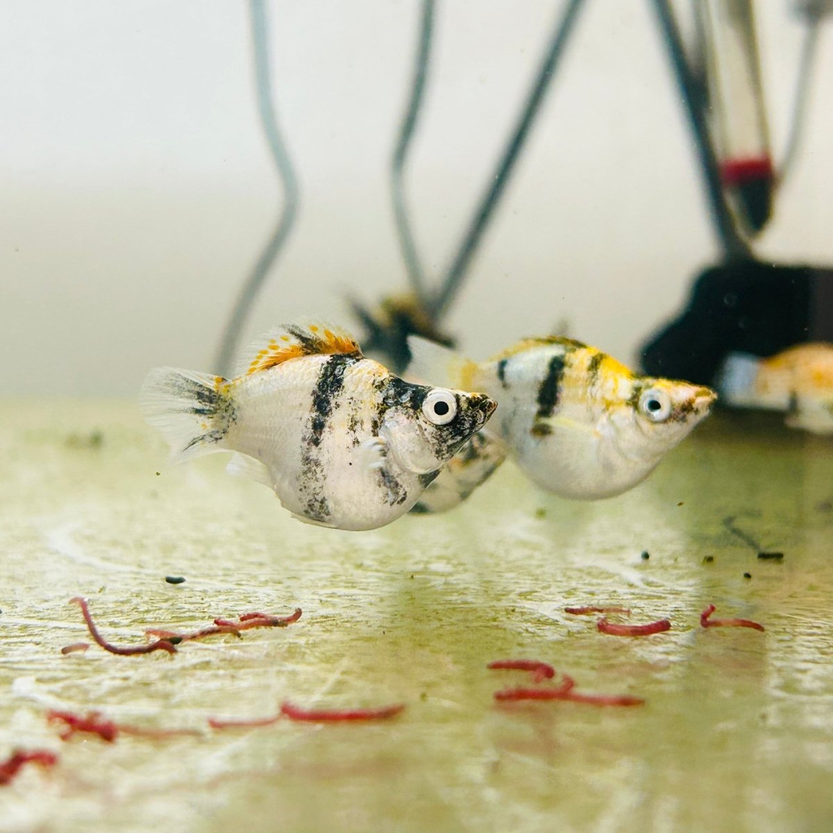 White Tiger Balloon Molly Fish