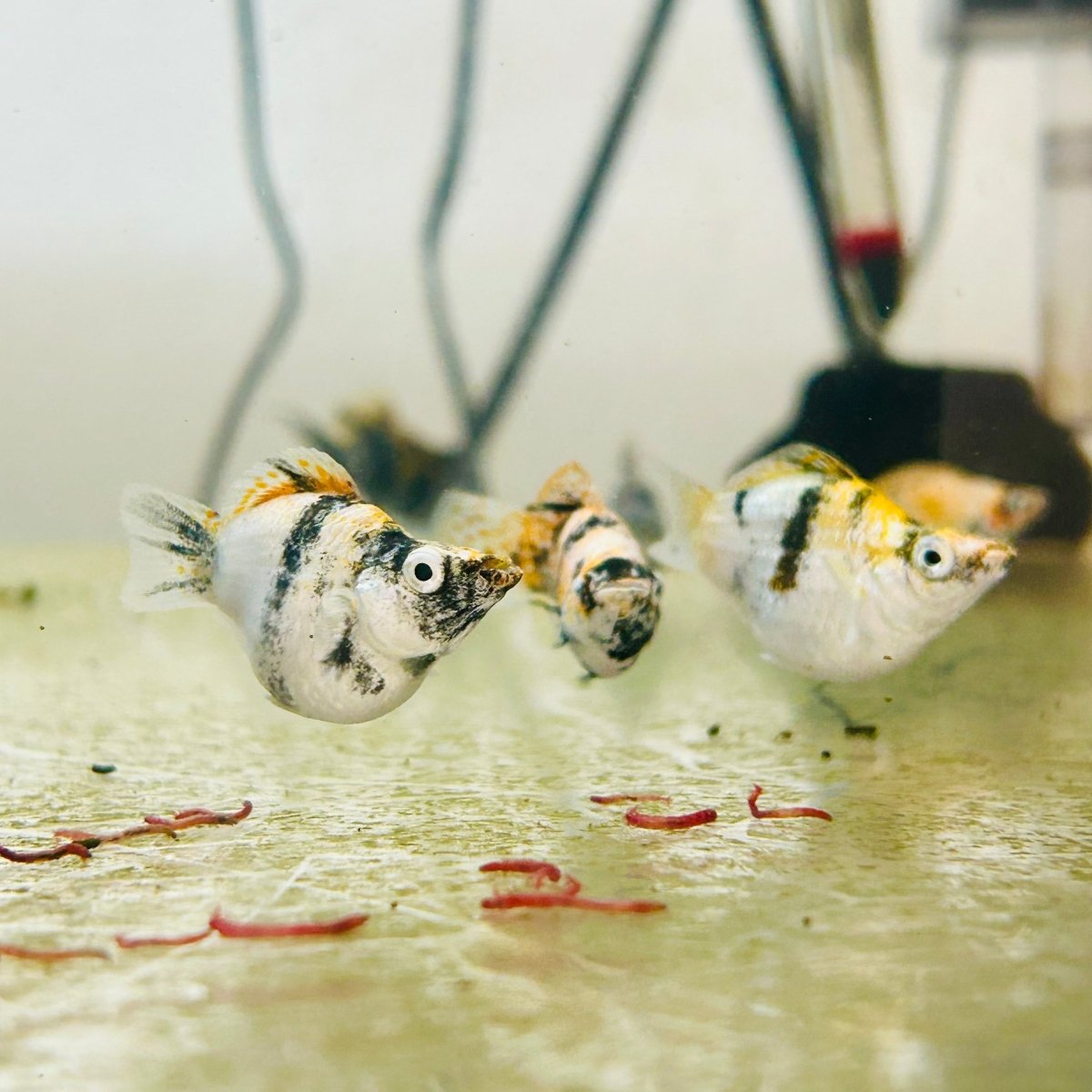 White Tiger Balloon Molly Fish
