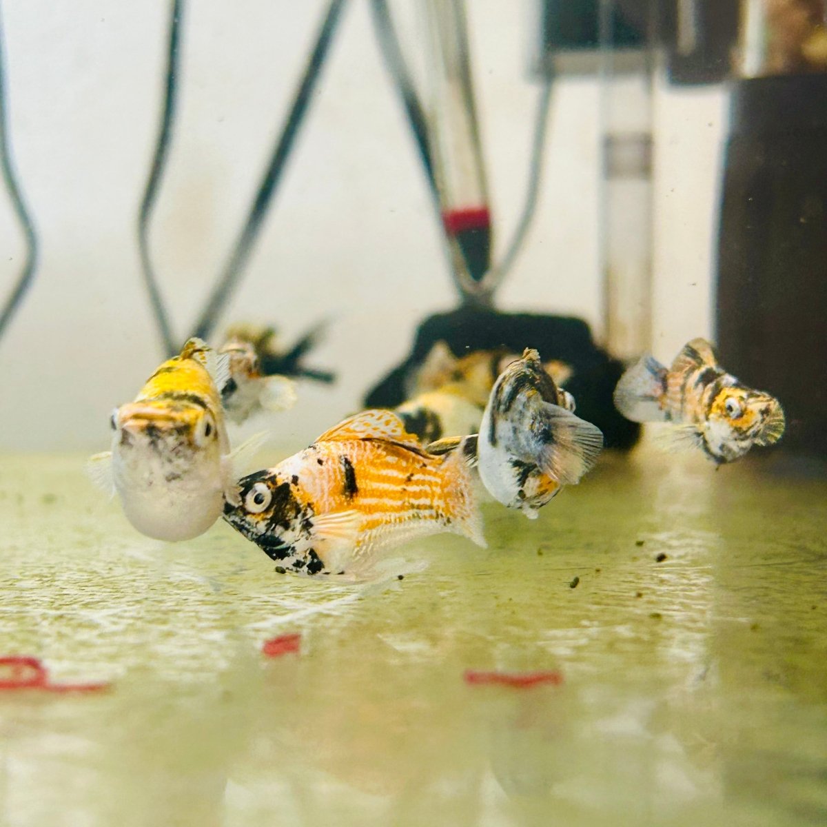 White Tiger Balloon Molly Fish