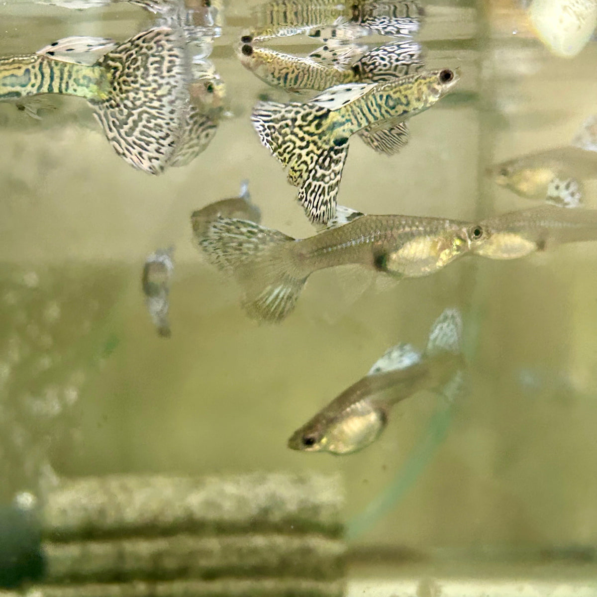 Guppy Fish White Tiger