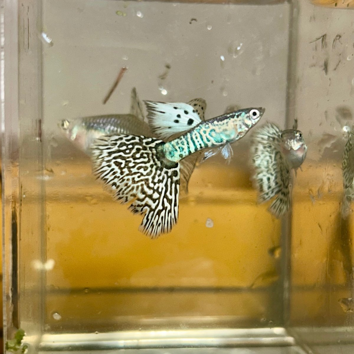 Guppy Fish White Tiger