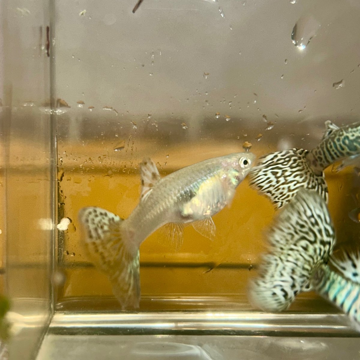 Guppy Fish White Tiger