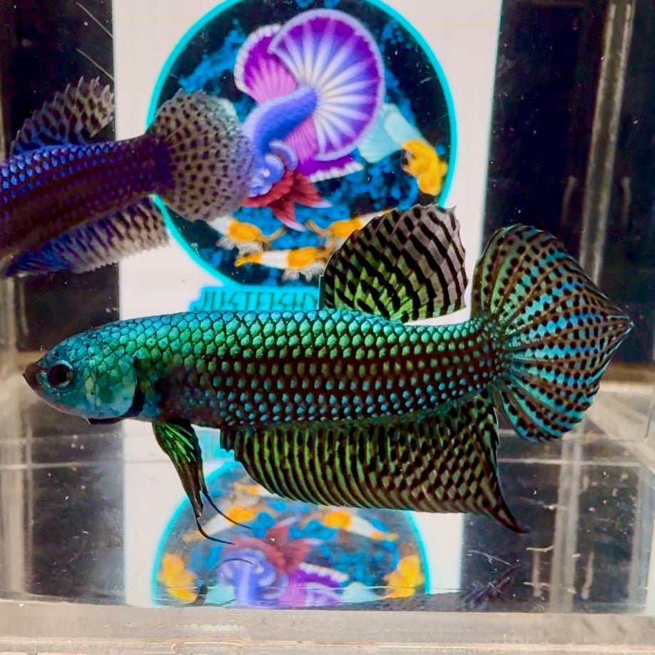 Wild Alien A19 Plakat - Male Betta