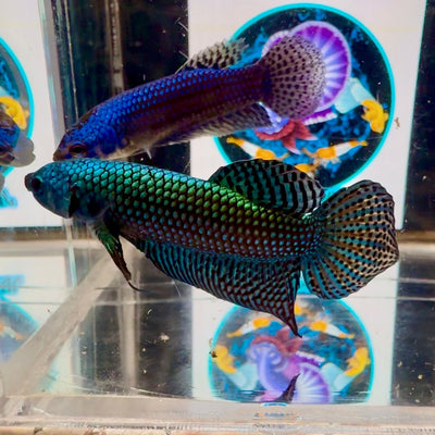 Wild Alien A19 Plakat - Male Betta
