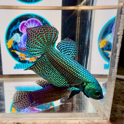 Wild Alien A19 Plakat - Male Betta