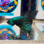 Wild Alien A19 Plakat - Male Betta