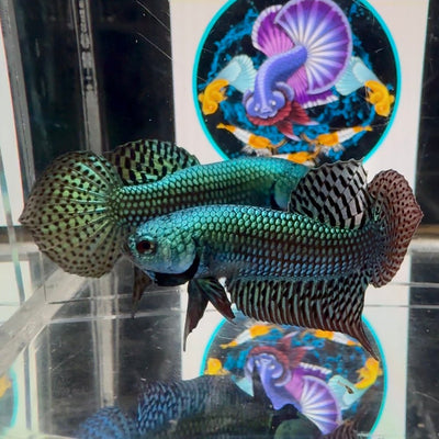 Wild Alien A56 - Male Betta