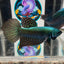Wild Alien A56 - Male Betta