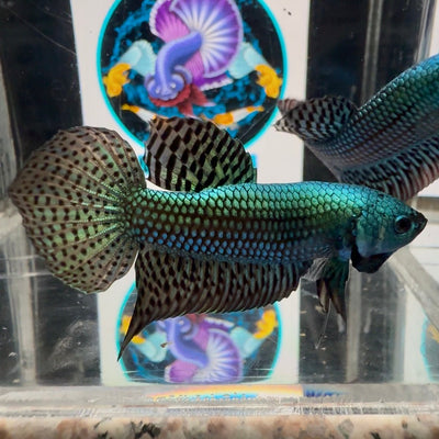 Wild Alien A56 - Male Betta