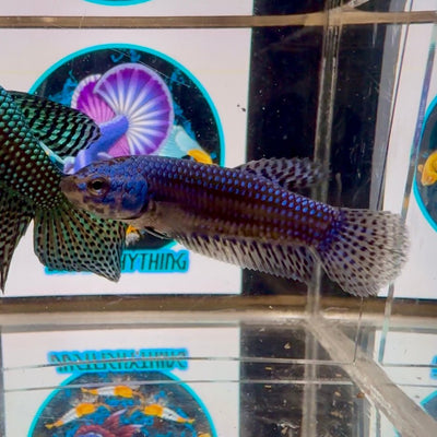 Wild Alien Blue A55 Plakat - Female Betta