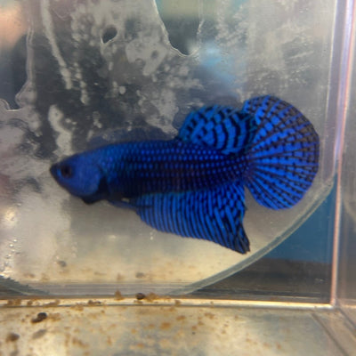 Wild Alien Blue Plakat - Male Betta A81