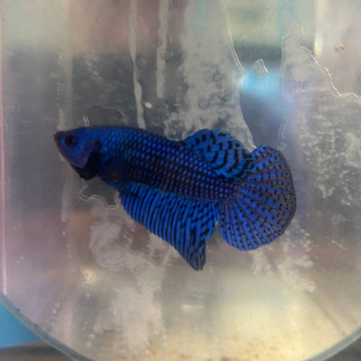 Wild Alien Blue Plakat - Male Betta A81