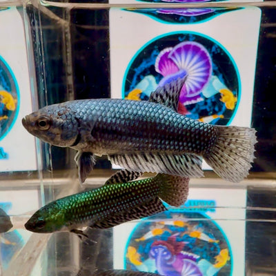 Wild Alien Gray A18 Plakat - Female Betta