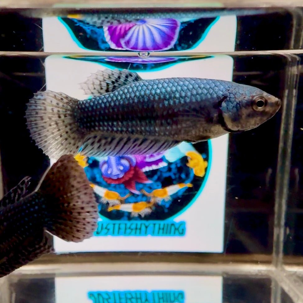 Wild Alien Gray A18 Plakat - Female Betta