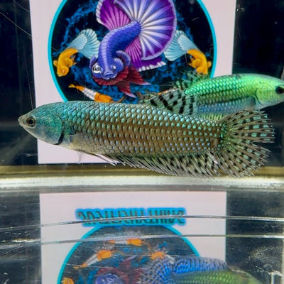 Wild Alien Gray J54 Plakat - Female Betta