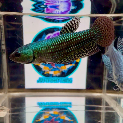 Wild Alien Green A54 Plakat - Female Betta