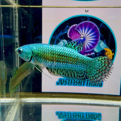 Wild Alien Rainbow J18 Plakat - Female Betta