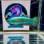 Wild Alien Rainbow J18 Plakat - Female Betta