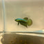 Wild Alien Rainbow J20 Plakat - Male Betta