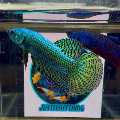 Wild Alien Rainbow J20 Plakat - Male Betta