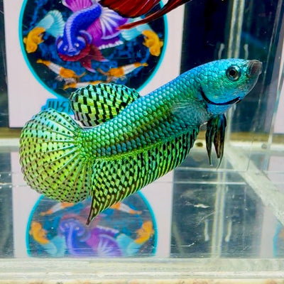Wild Alien Rainbow J20 Plakat - Male Betta