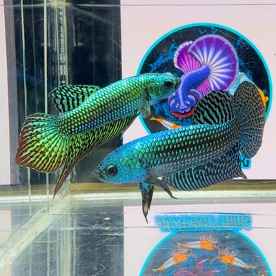 Wild Alien Rainbow J40 Plakat - Male Betta