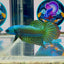 Wild Alien Rainbow J40 Plakat - Male Betta