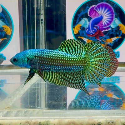 Wild Alien Rainbow J40 Plakat - Male Betta