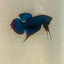 Wild Blue Imbellis Plakat - Male Betta 009
