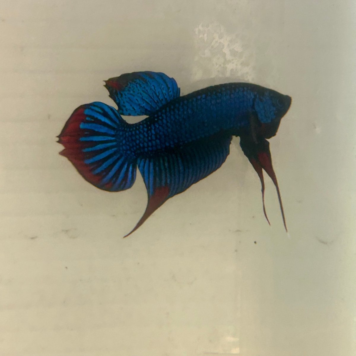 Wild Blue Imbellis Plakat - Male Betta 009