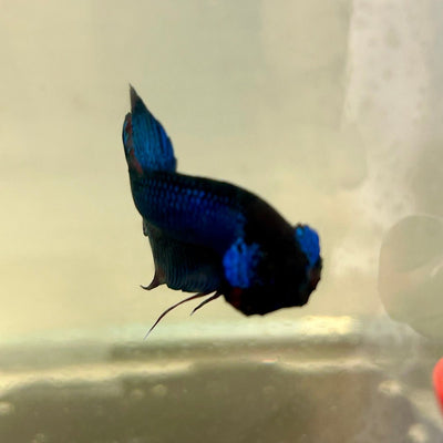 Wild Blue Imbellis Plakat - Male Betta 009