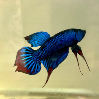 Wild Blue Imbellis Plakat - Male Betta 009
