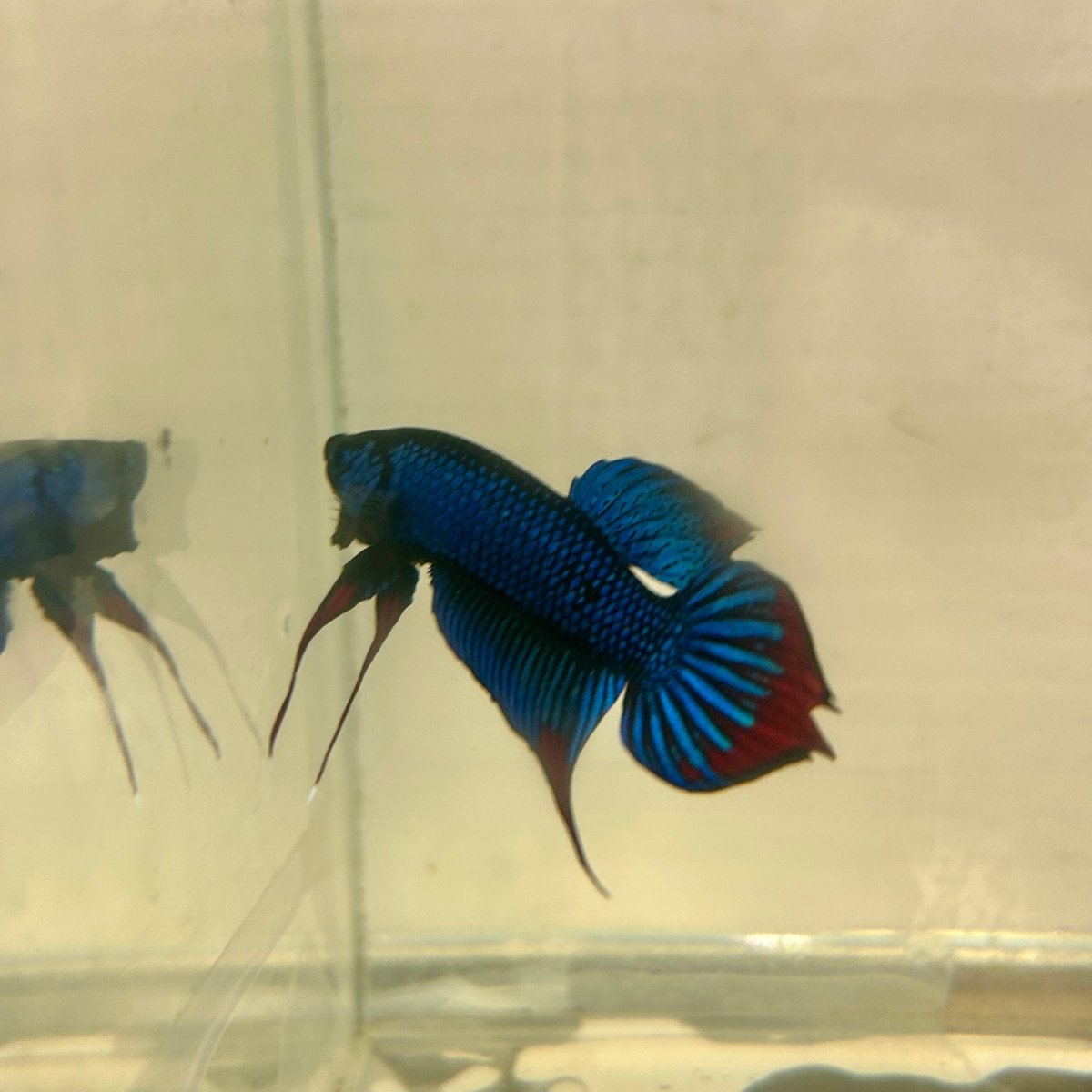 Wild Blue Imbellis Plakat - Male Betta 009