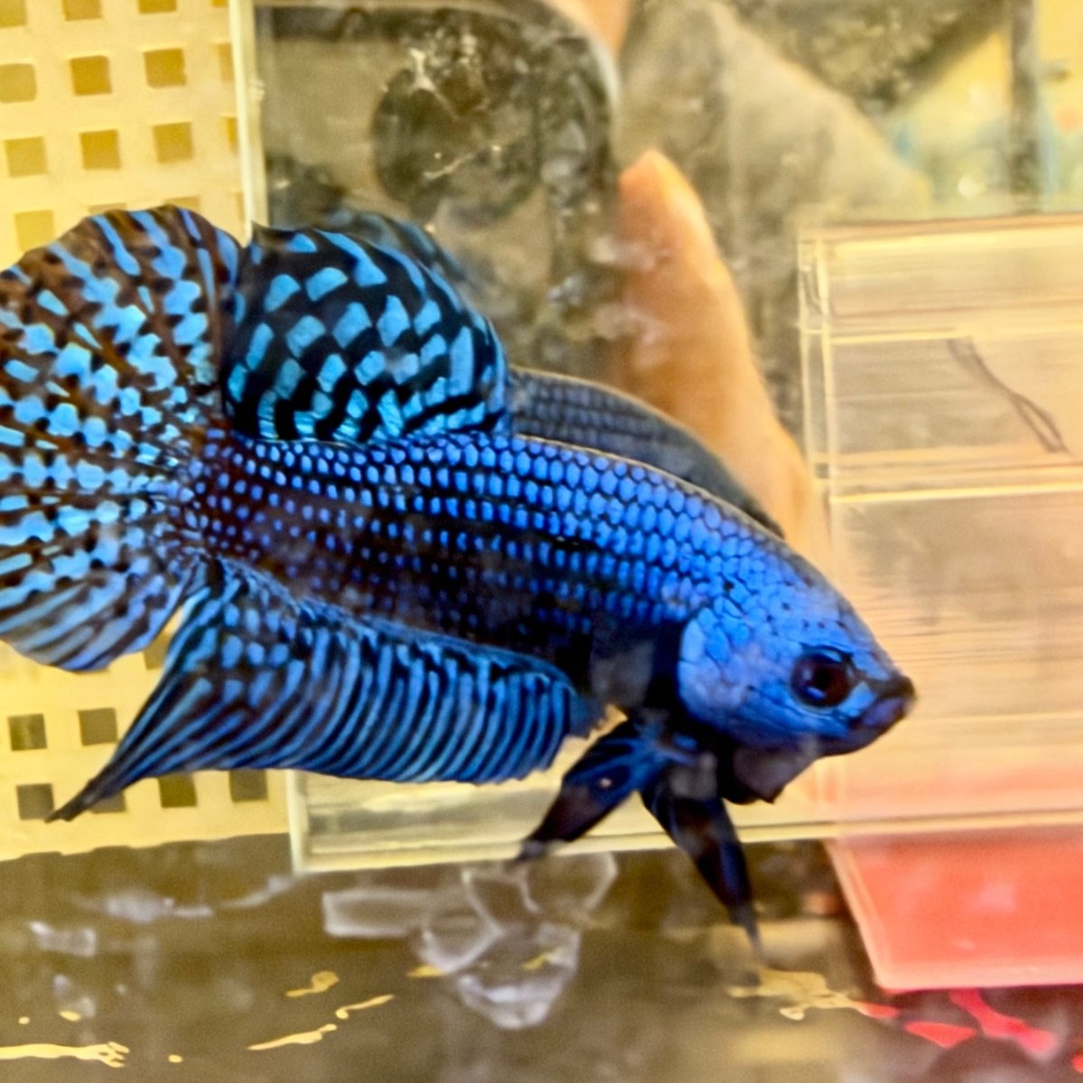 Wild Hybrid Alien Blue Male Betta #024