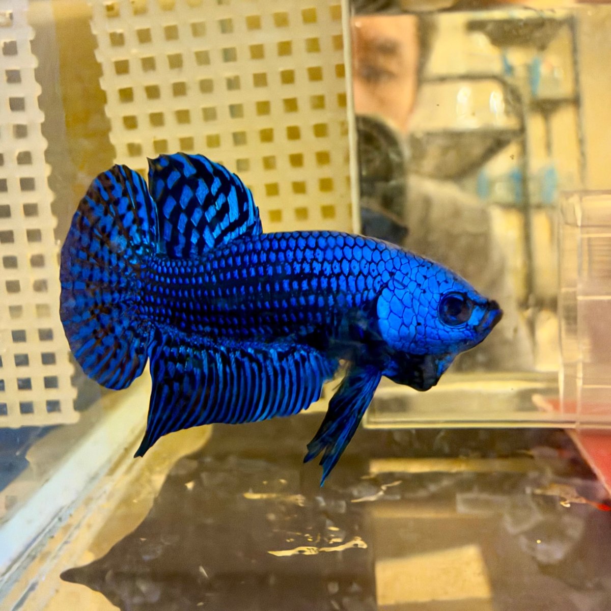 Wild Hybrid Alien Blue Male Betta #024