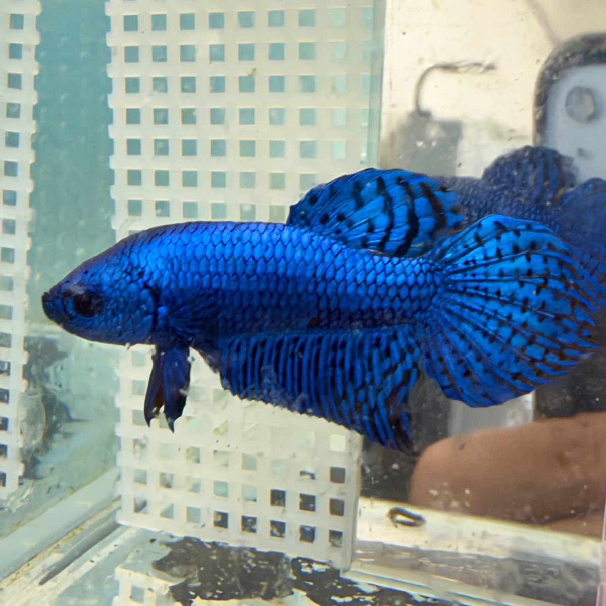 Wild Hybrid Alien Blue Male Betta Fish #026