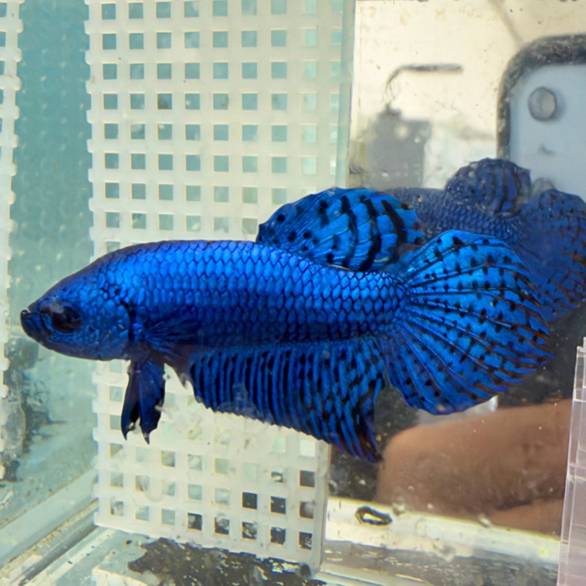 Wild Hybrid Alien Blue Male Betta Fish #026