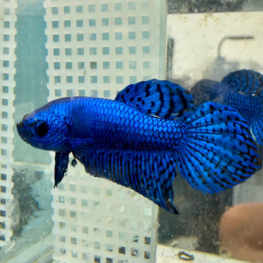 Wild Hybrid Alien Blue Male Betta Fish #026 Male betta