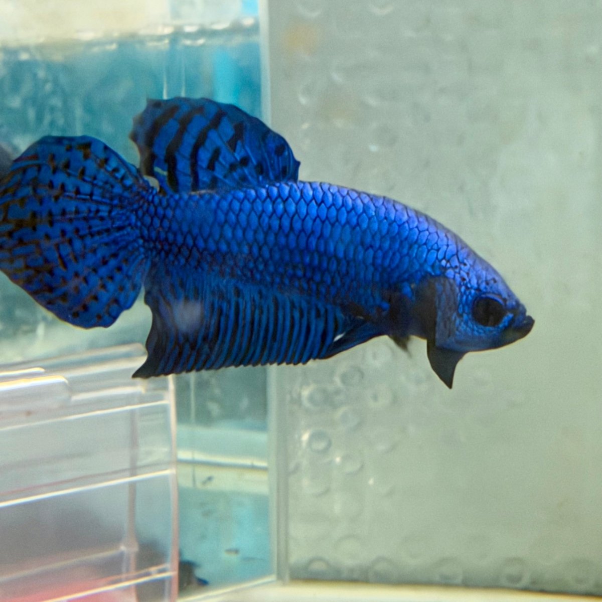 Wild Hybrid Alien Blue Male Betta Fish #026