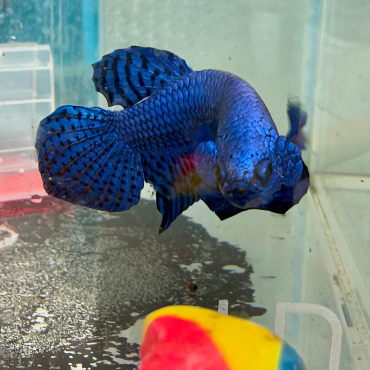 Wild Hybrid Alien Blue Male Betta Fish #026