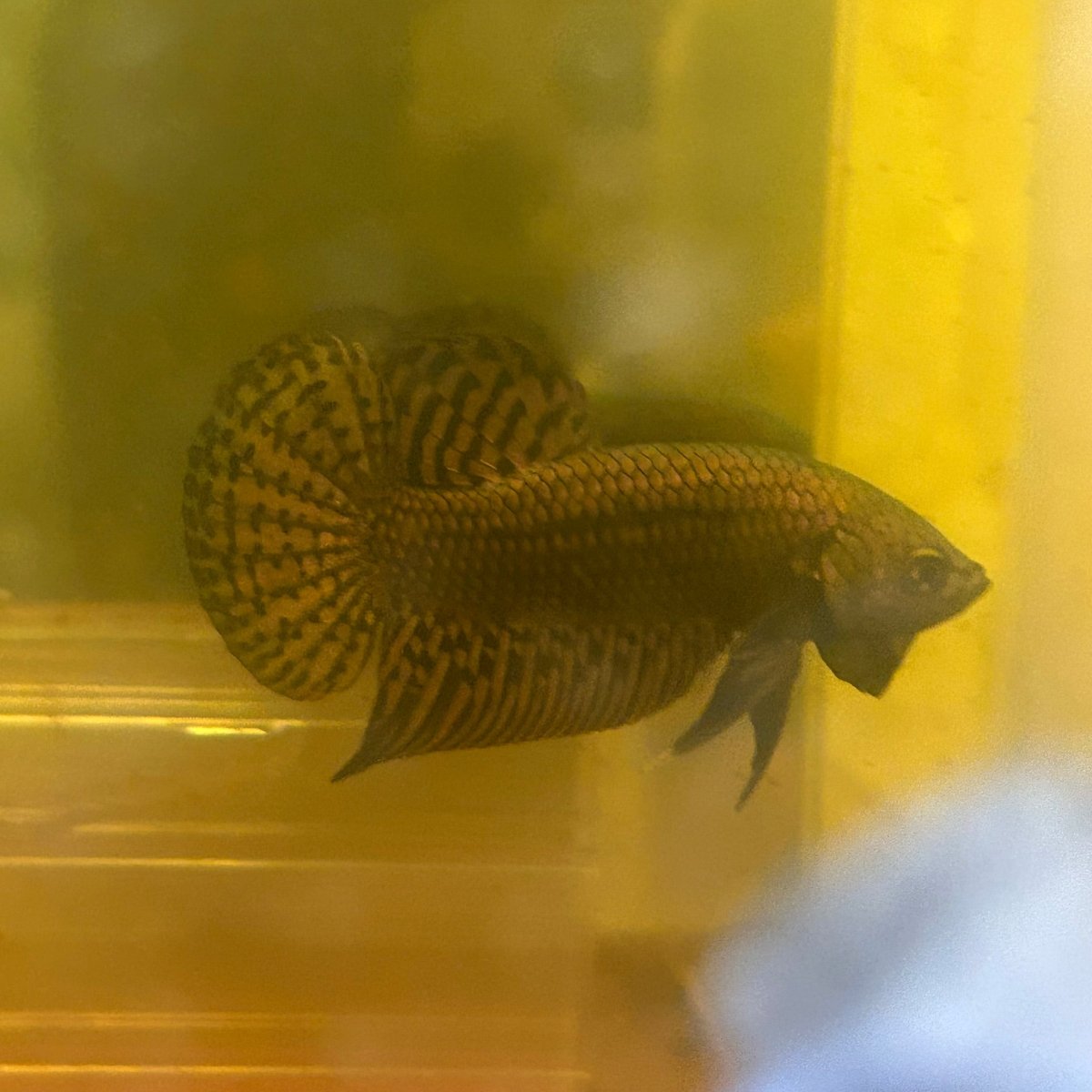 Wild Hybrid Alien Copper - Male Betta