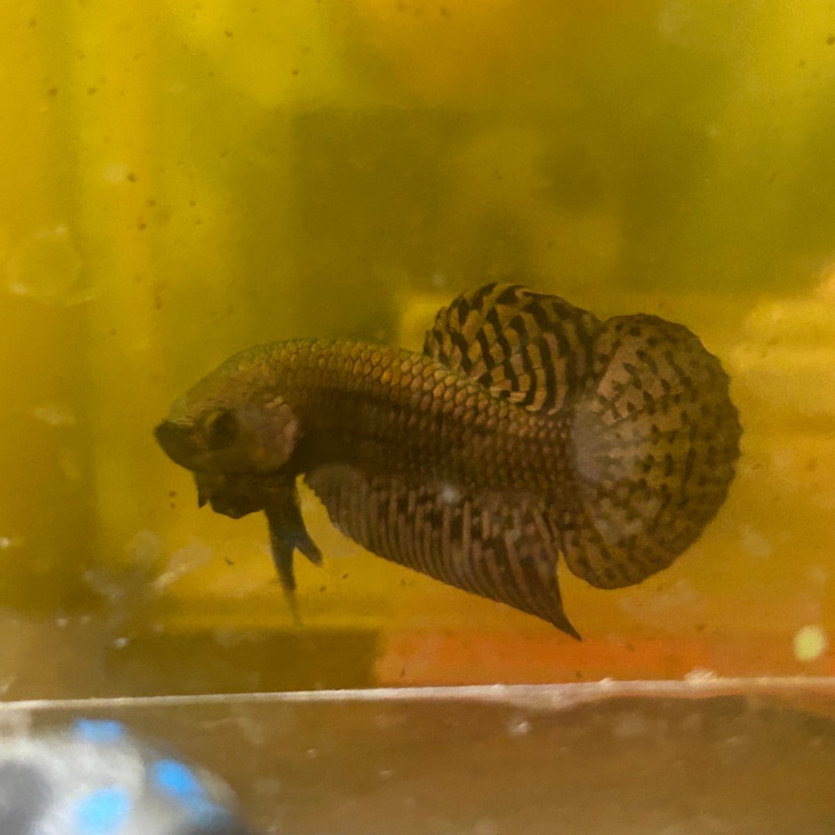 Wild Hybrid Alien Copper - Male Betta