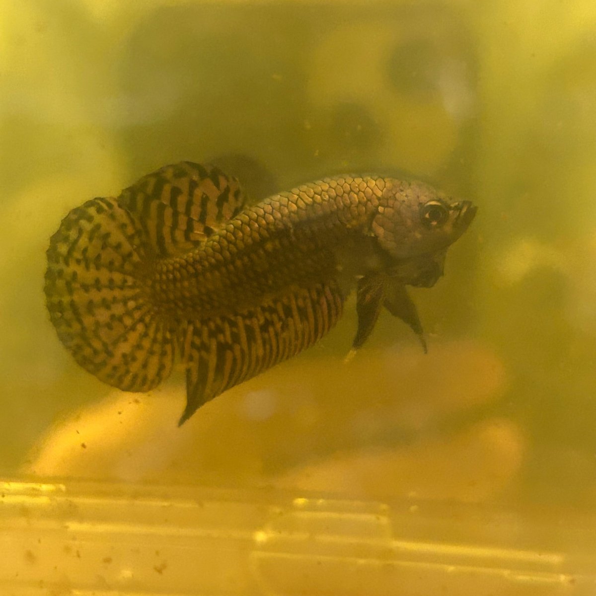 Wild Hybrid Alien Copper - Male Betta