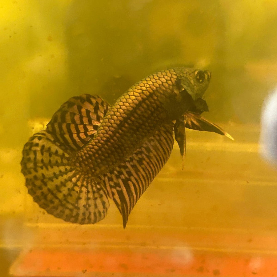 Wild Hybrid Alien Copper - Male Betta J22