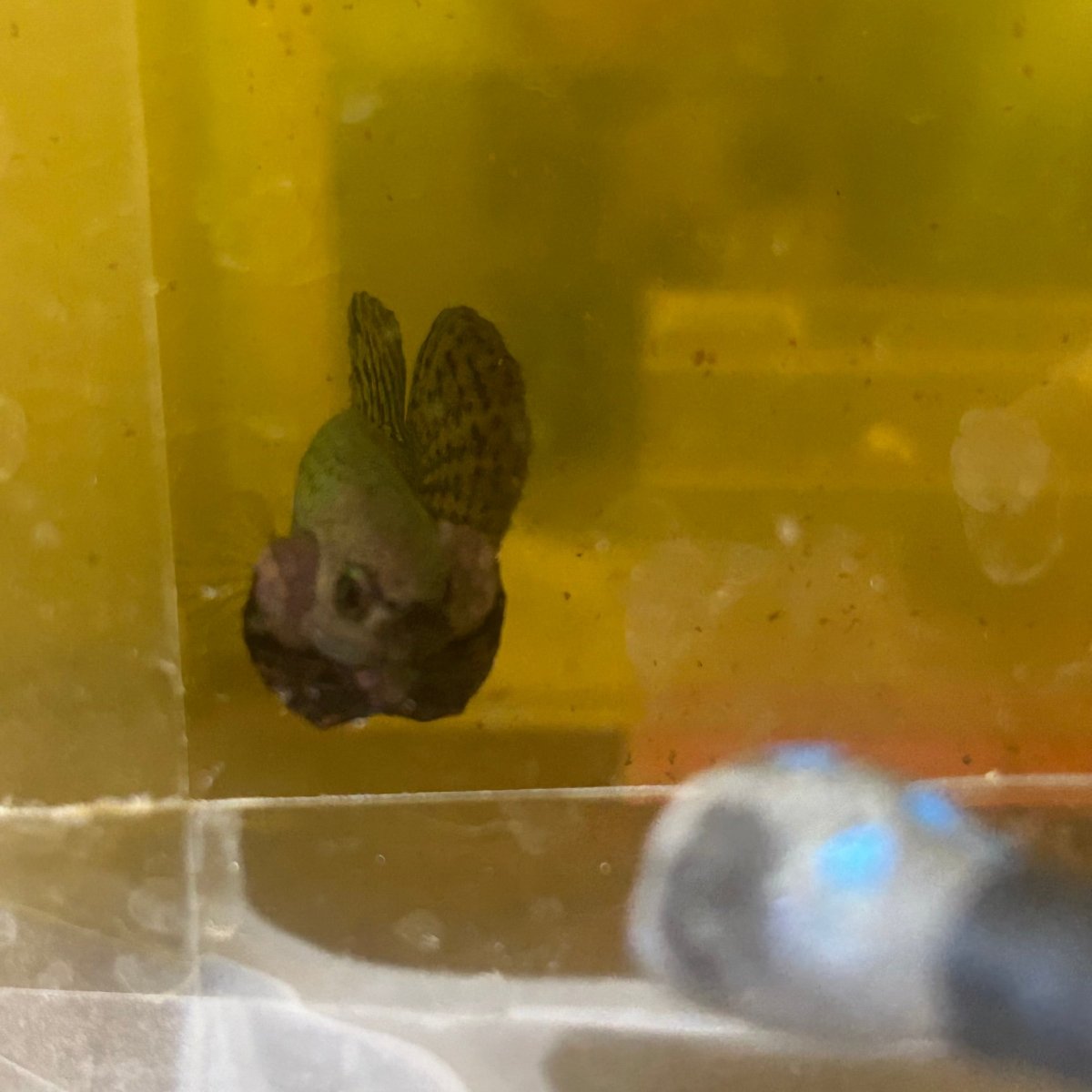 Wild Hybrid Alien Copper - Male Betta