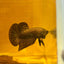 Wild Hybrid Alien Copper - Male Betta M127 Live Fish Male alien betta
